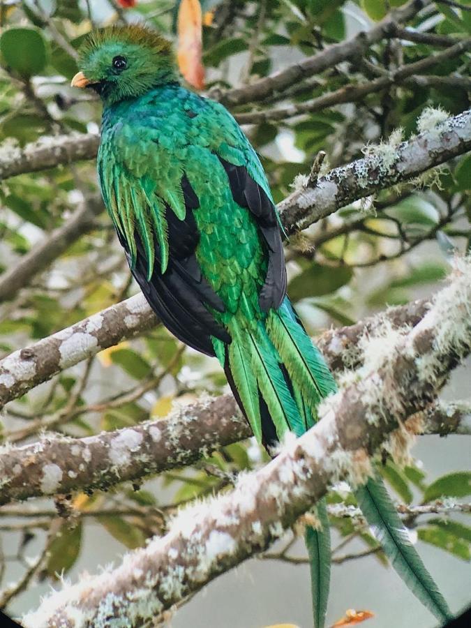 Trogon Lodge Сан Херардо де Дота Екстериор снимка